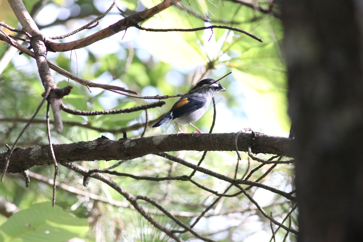White-browed Shrike-Babbler (Gray-breasted) - ML641170825