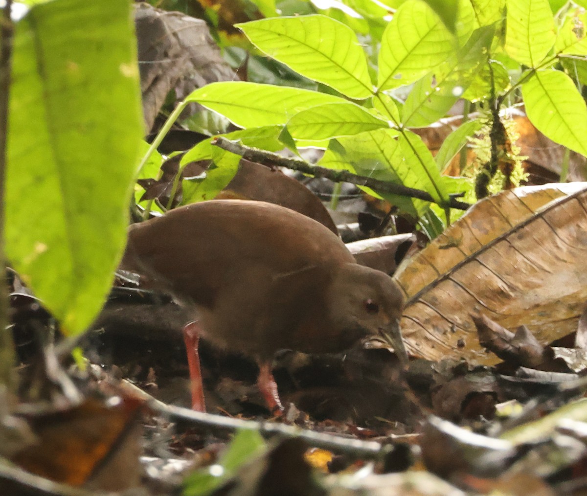 Uniform Crake - ML641170826