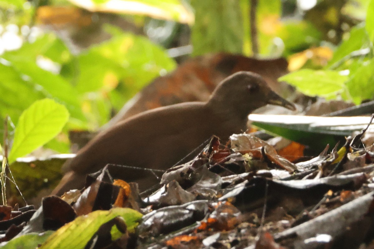 Uniform Crake - ML641170832