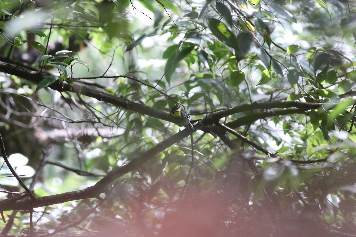Yellow-cheeked Tit - ML641170847