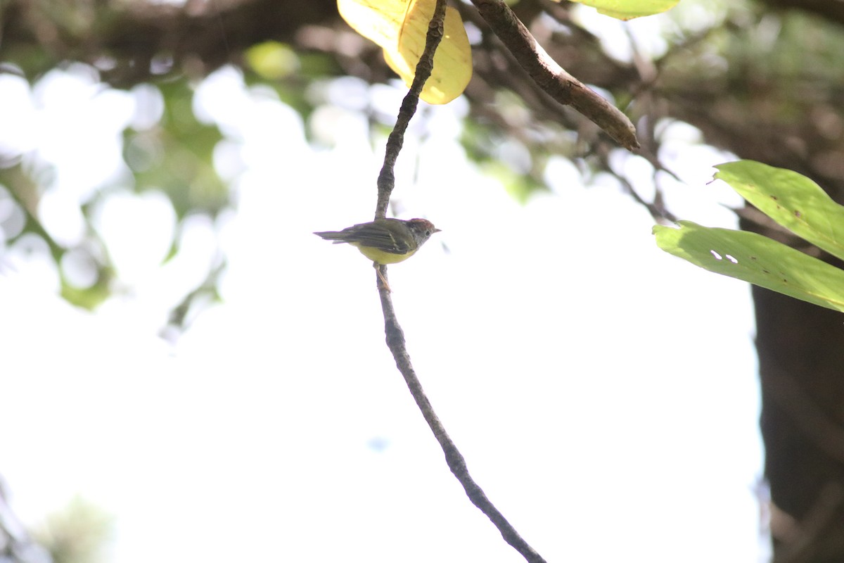 Chestnut-crowned Warbler - ML641170857