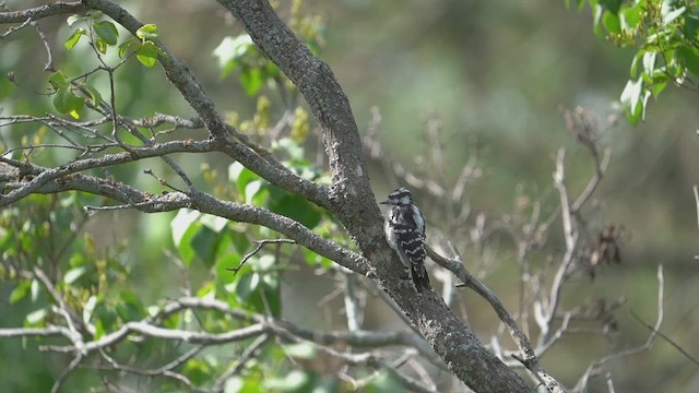 Downy Woodpecker - ML641170861