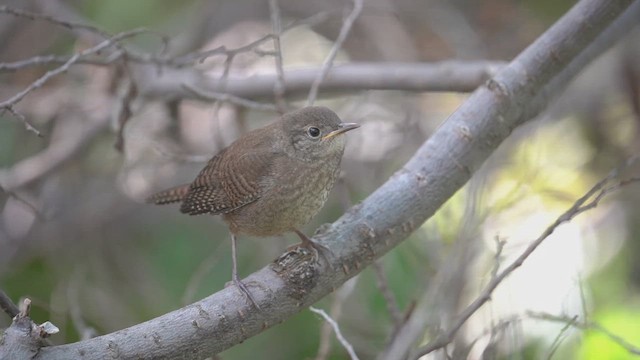 Northern House Wren - ML641170866