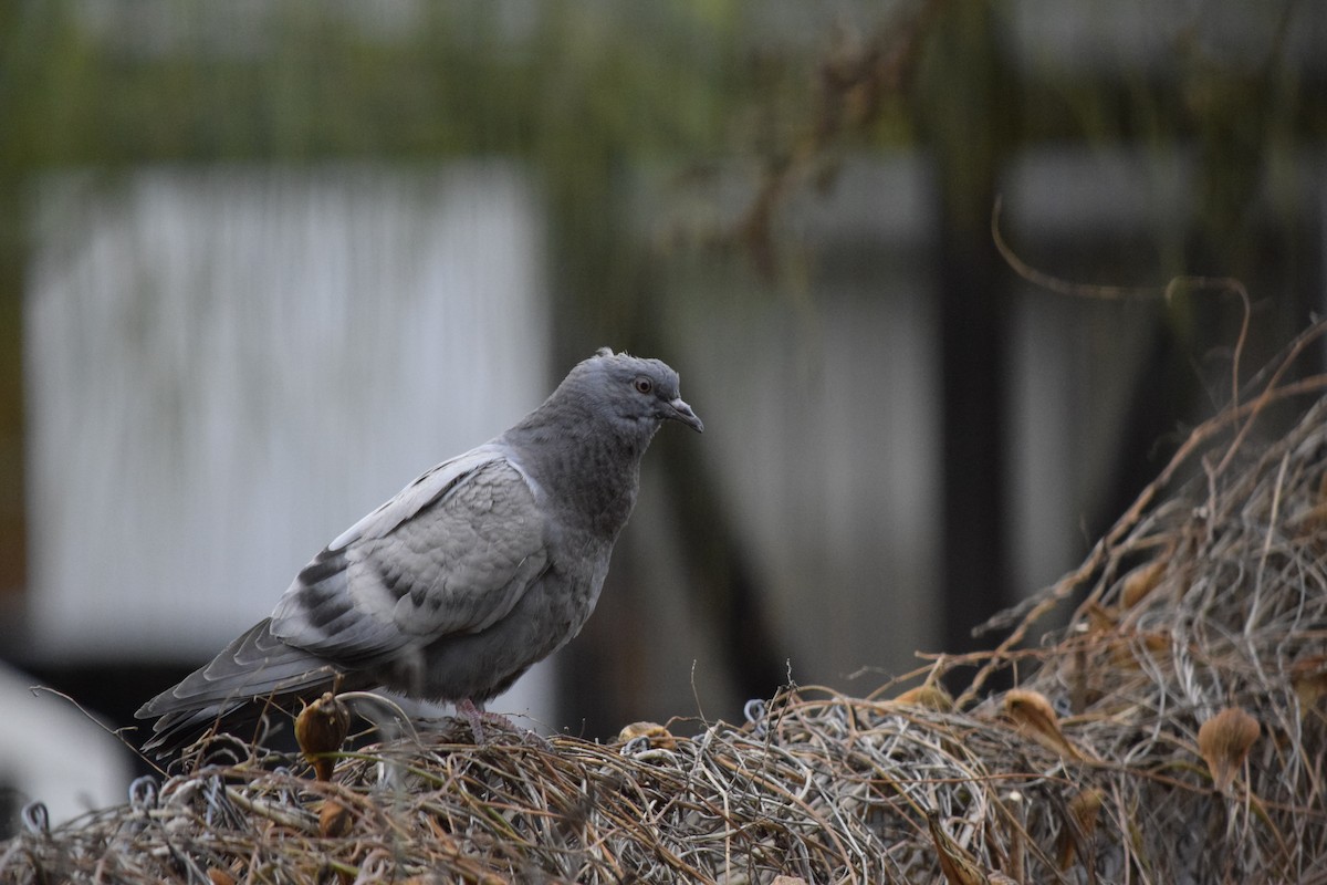 Piccione domestico - ML641170901
