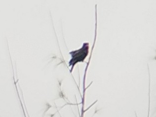 Dollarbird - ML641170903