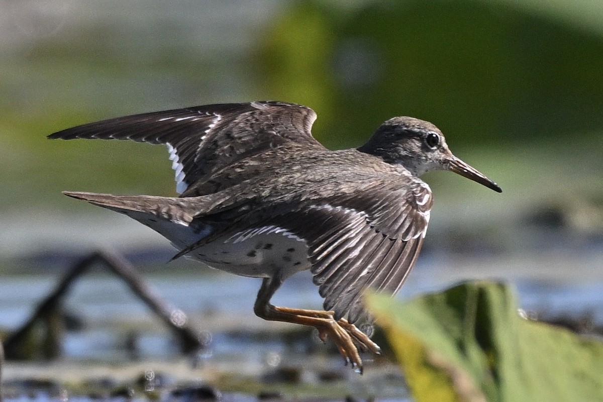 flekksnipe - ML641170921