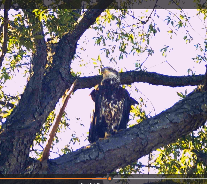 orel bělohlavý - ML641171046