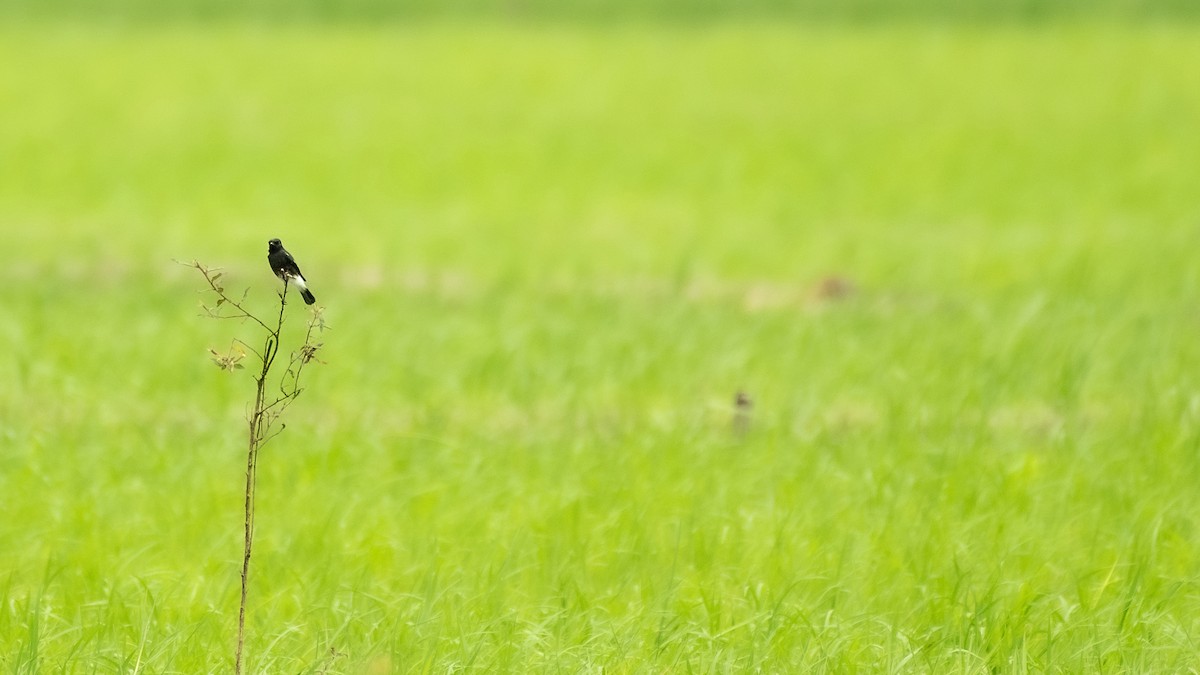 Pied Bushchat - ML641171064