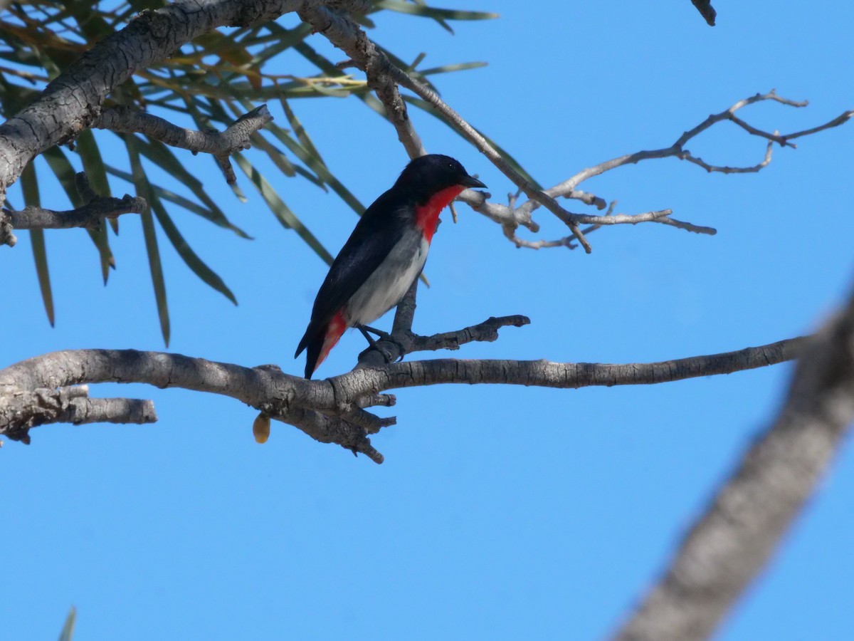 Mistletoebird - ML641171089