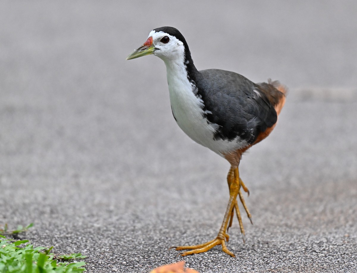 White-breasted Waterhen - ML641171246
