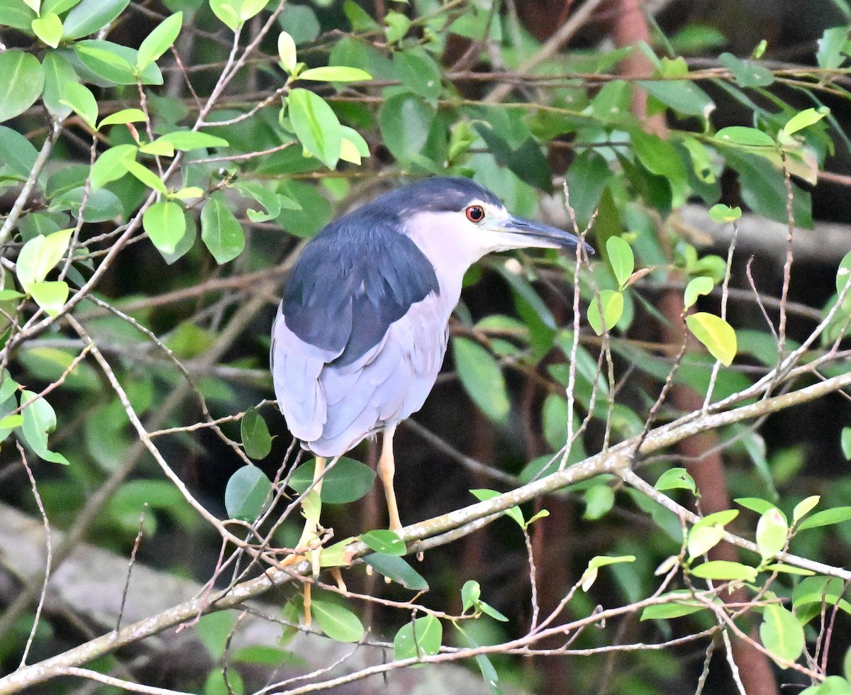 Black-crowned Night Heron - ML641171250