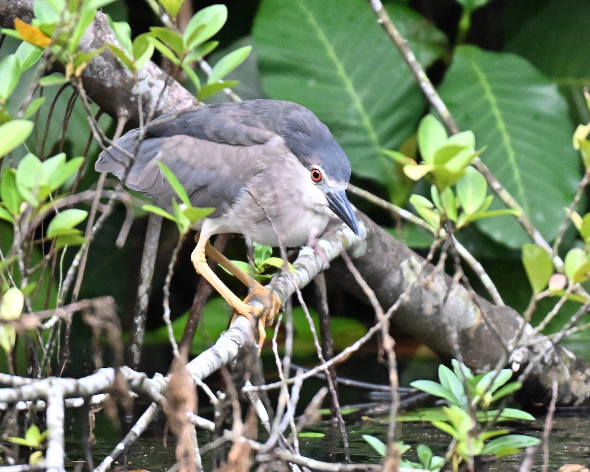 Black-crowned Night Heron - ML641171251