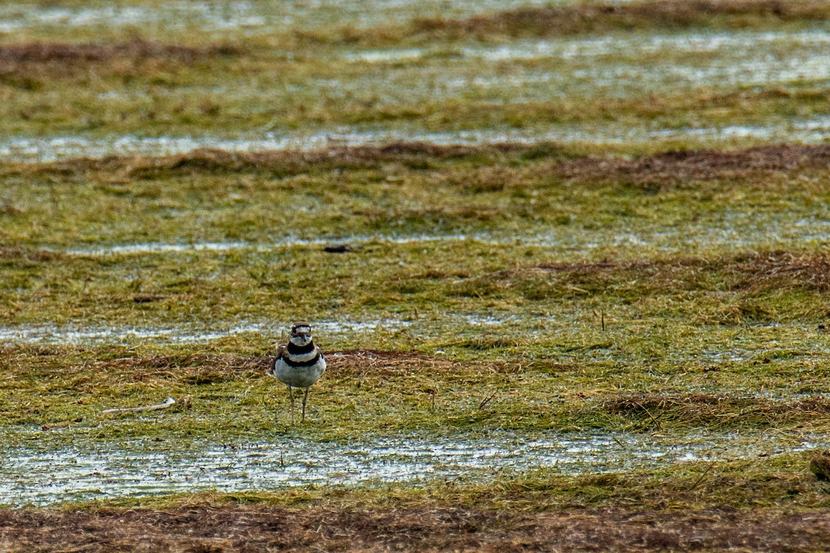 Killdeer - ML641171273