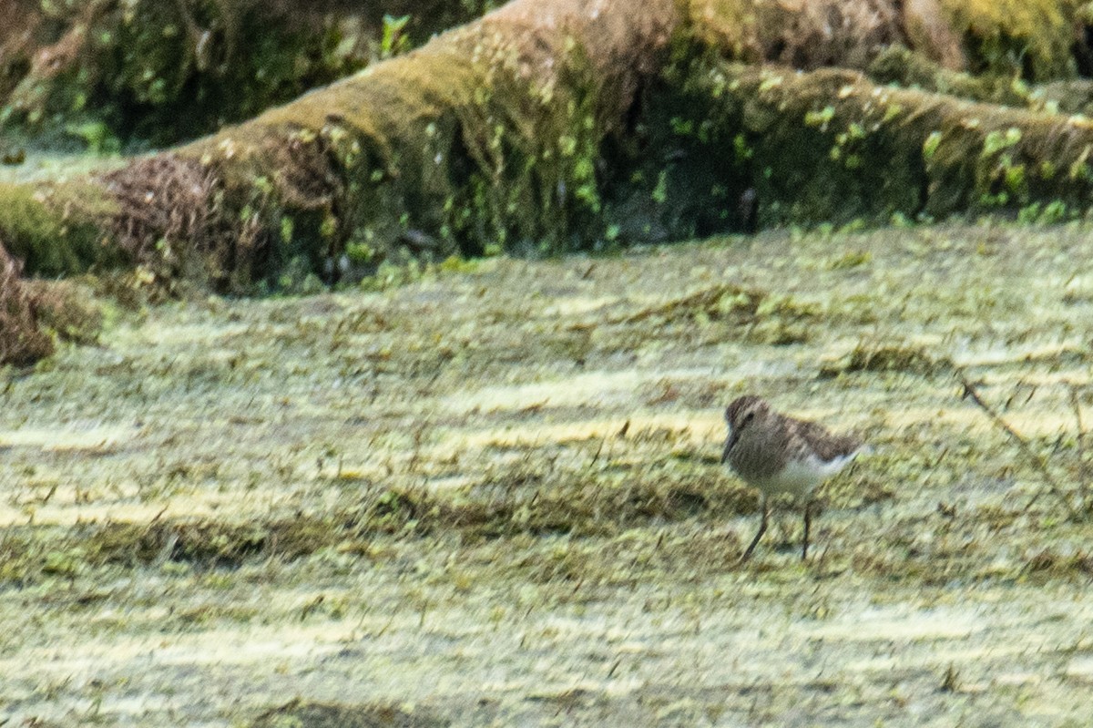 Pectoral Sandpiper - ML641171287