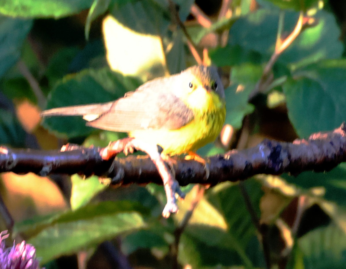 Canada Warbler - ML641171289