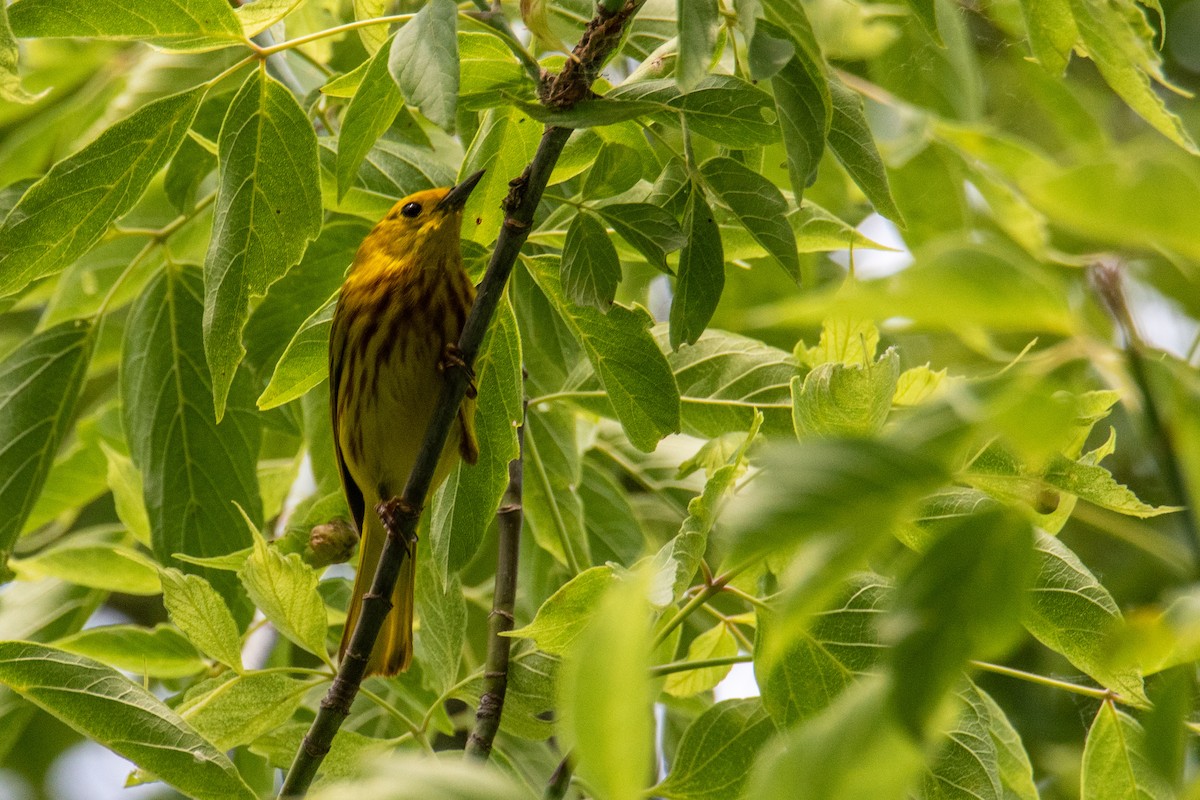 Yellow Warbler - ML641171297