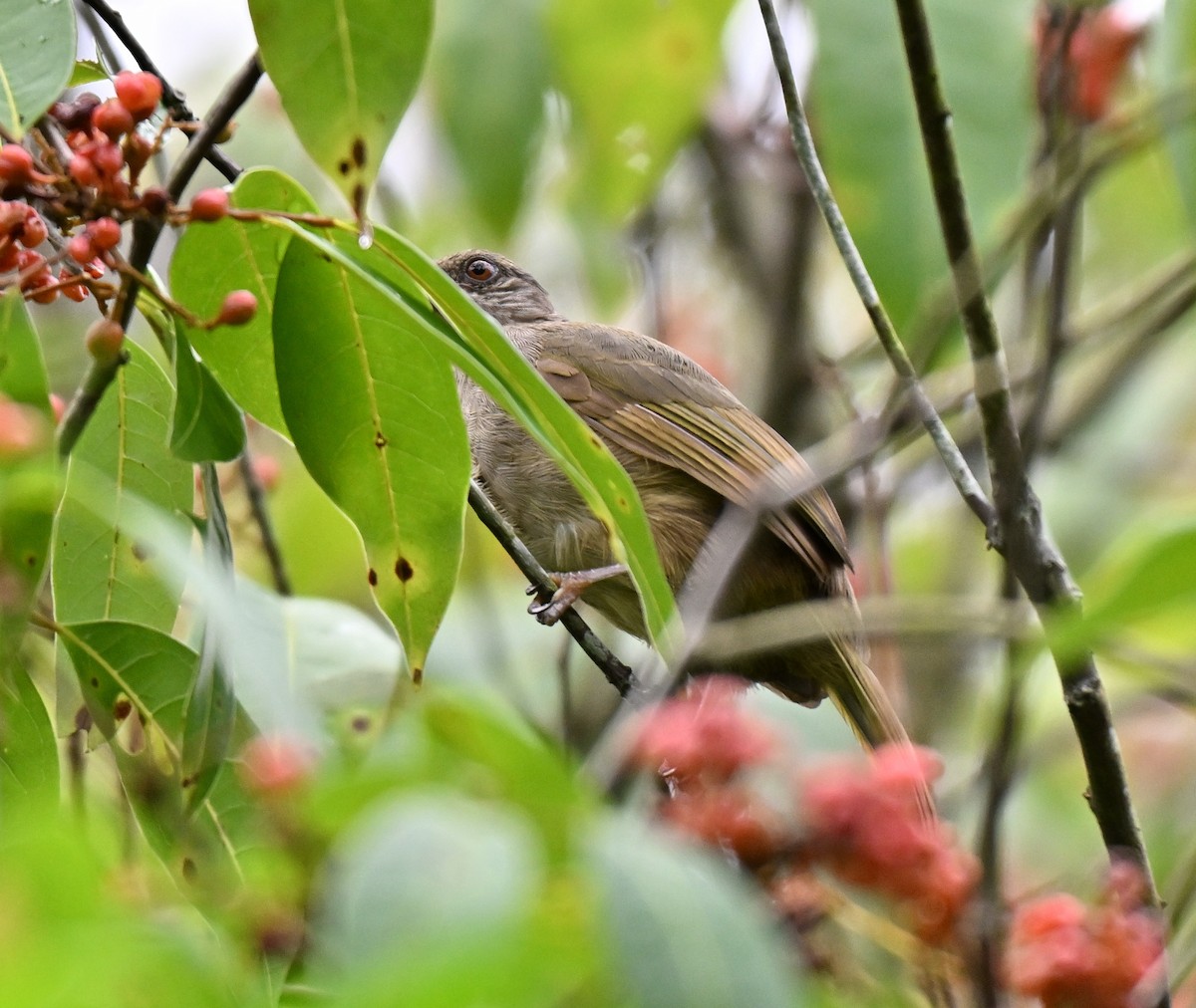 Olive-winged Bulbul - ML641171371