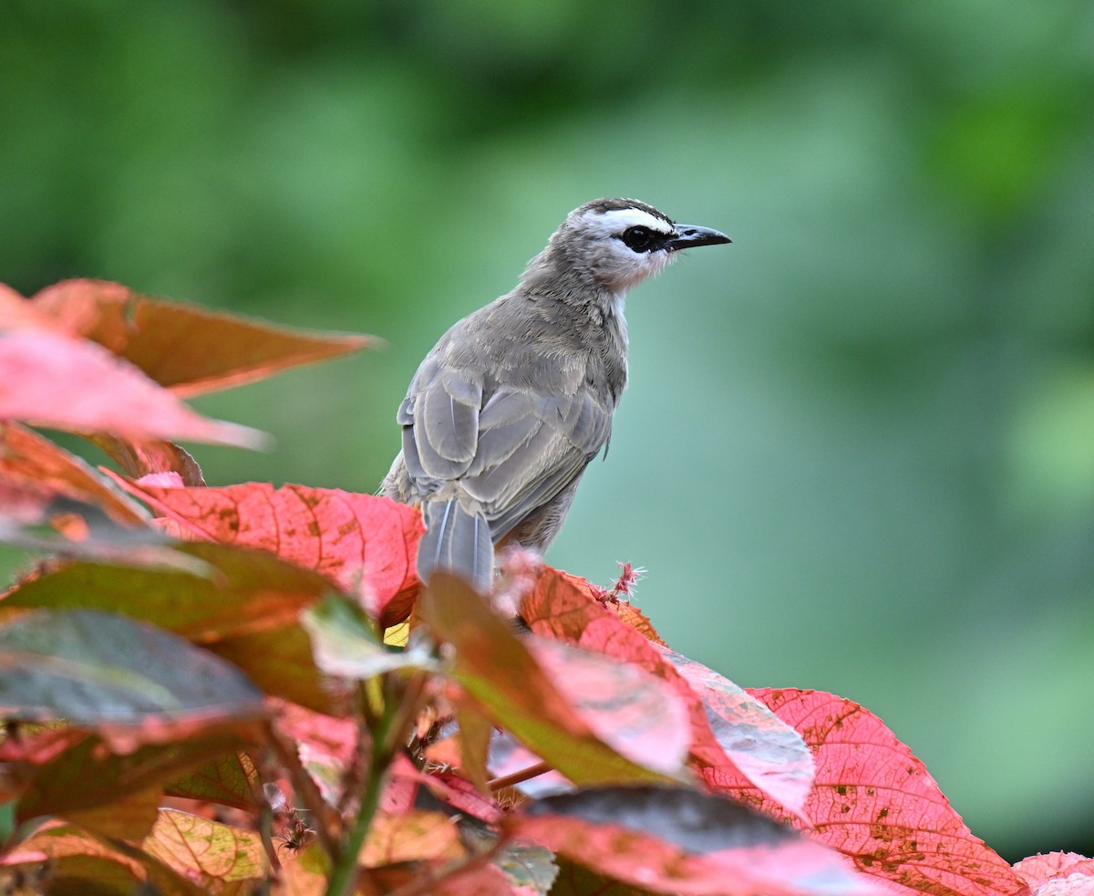 Yellow-vented Bulbul - ML641171374