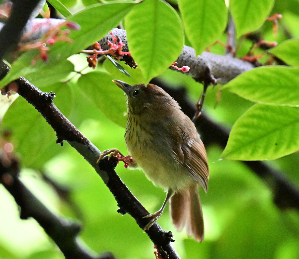 Pin-striped Tit-Babbler - ML641171375