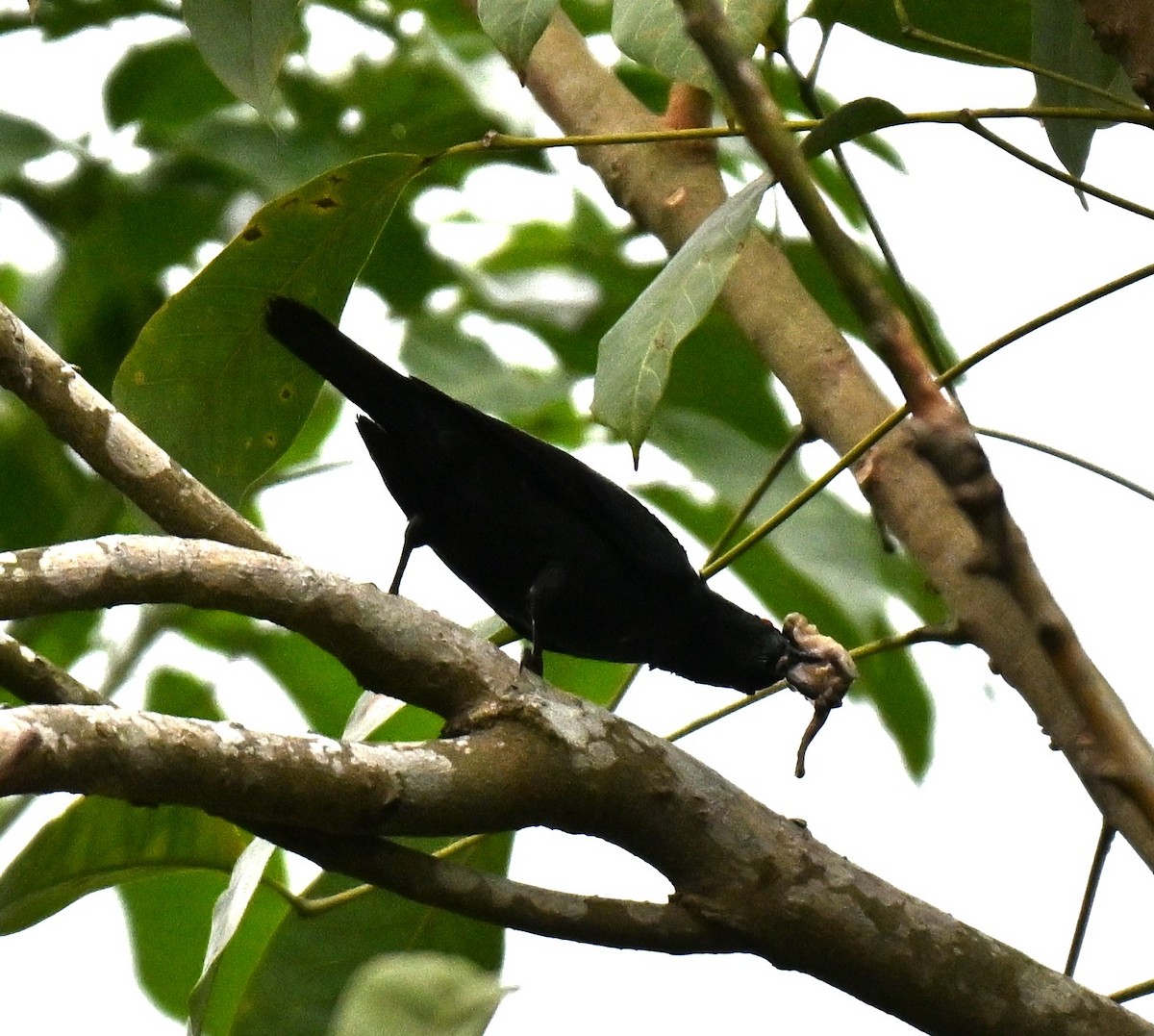 Asian Glossy Starling - ML641171388