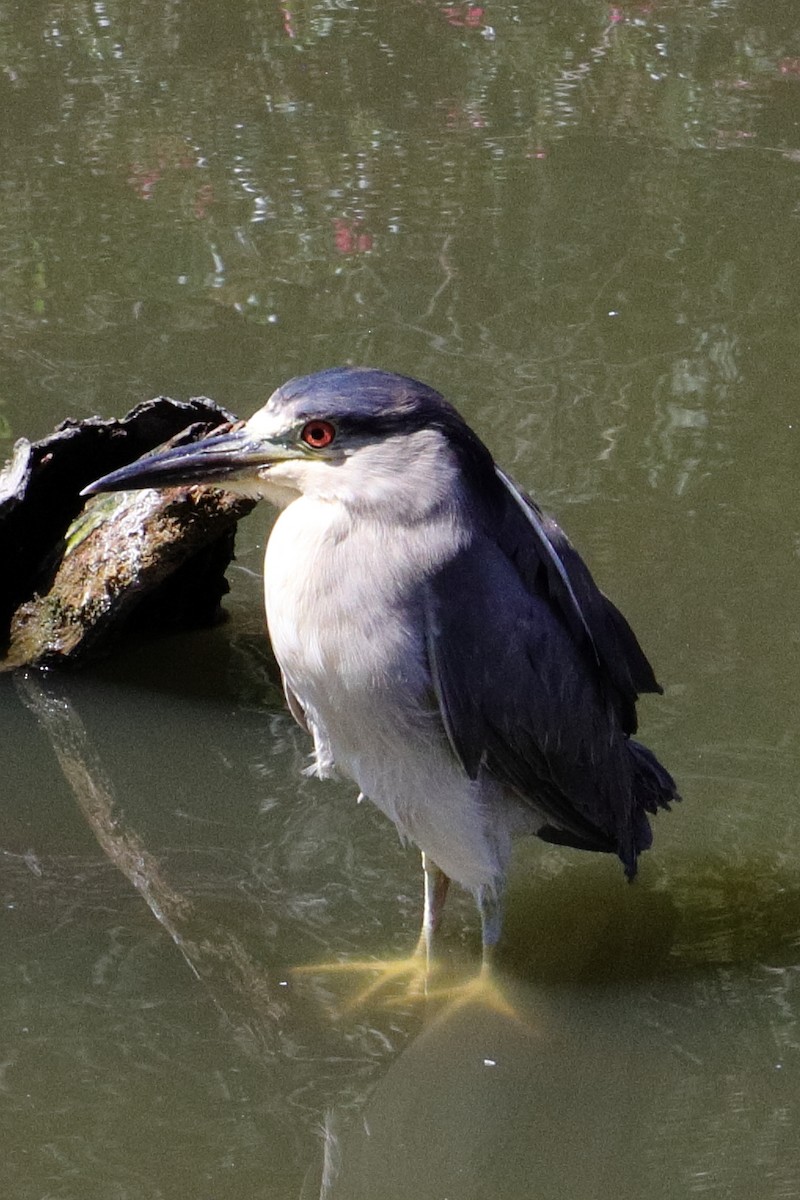 Black-crowned Night Heron - ML641171390