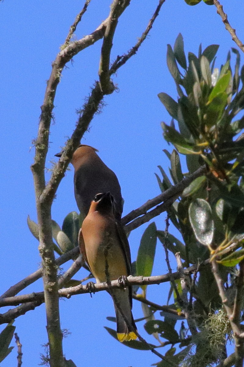 Cedar Waxwing - ML641171392