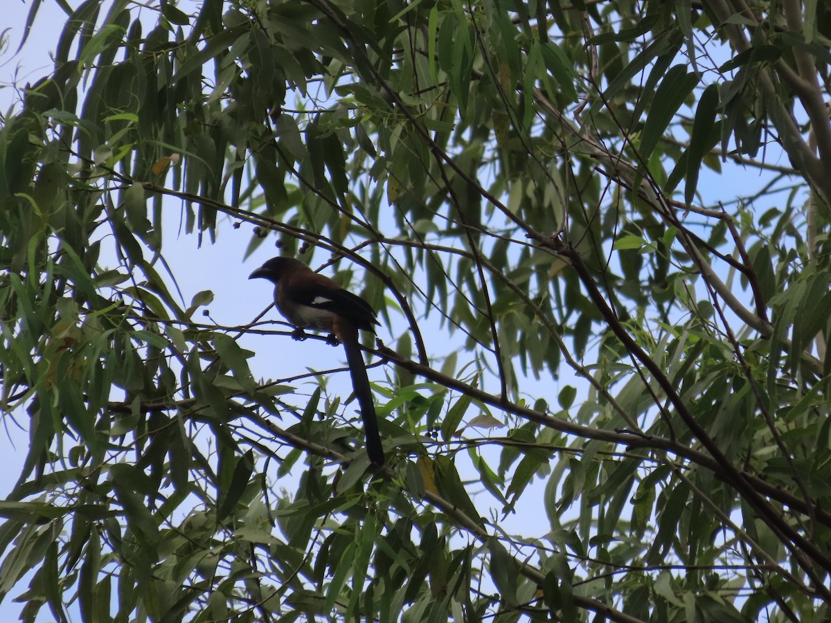 Gray Treepie - ML641171397