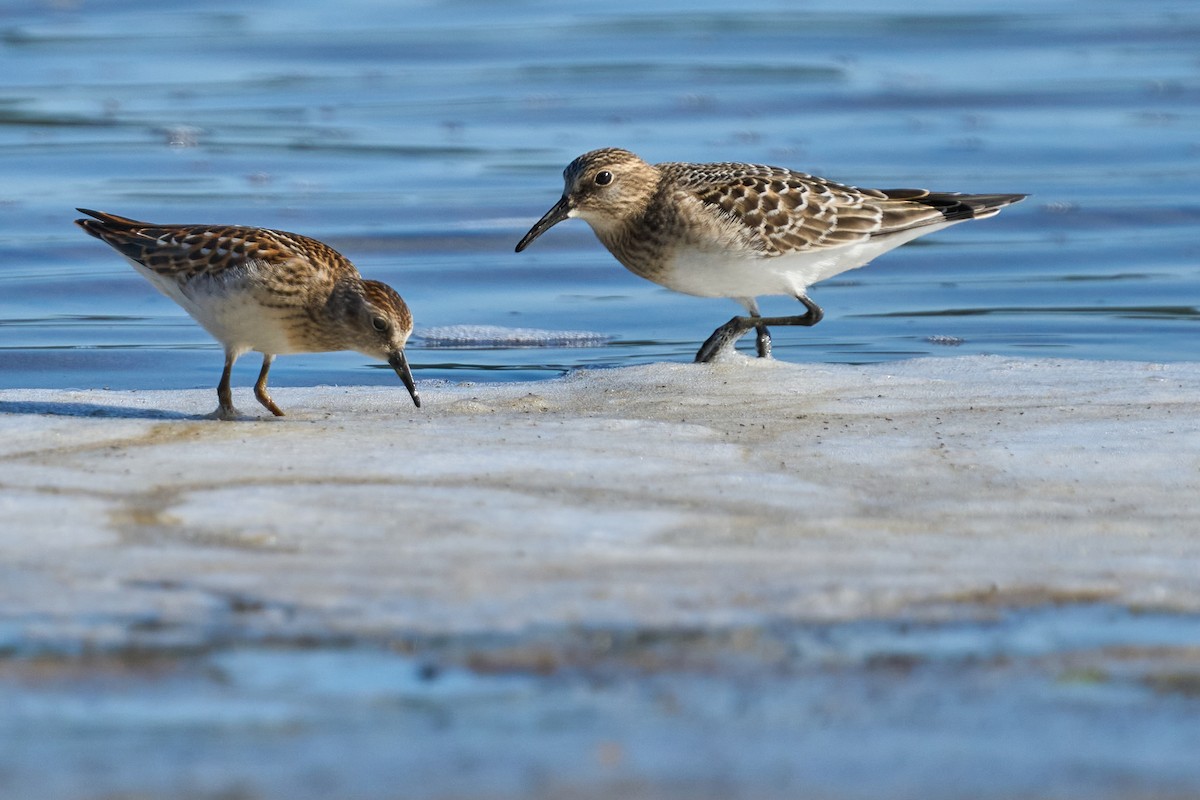 Baird's Sandpiper - ML641171399