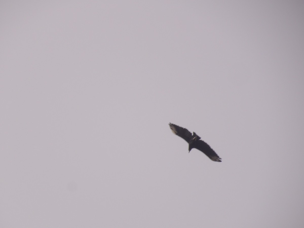Black Vulture - ML641171404