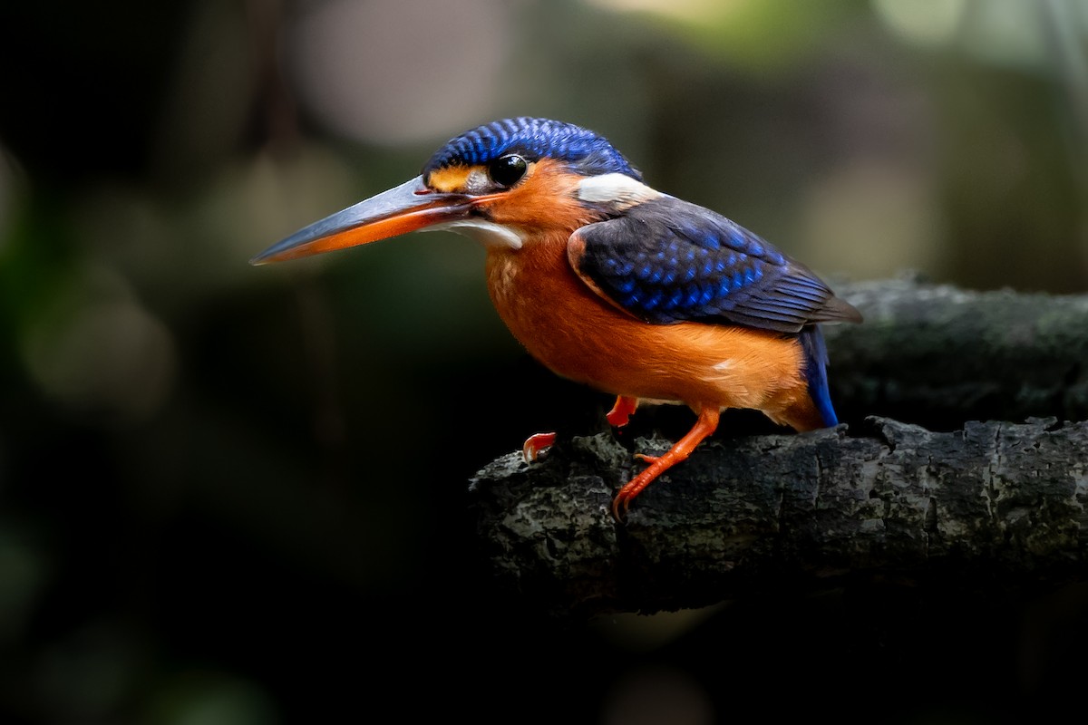 Blue-eared Kingfisher - ML641171405