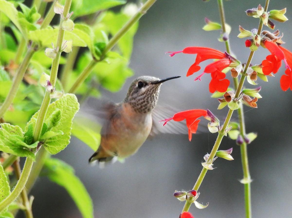 Calliope Hummingbird - ML641171407
