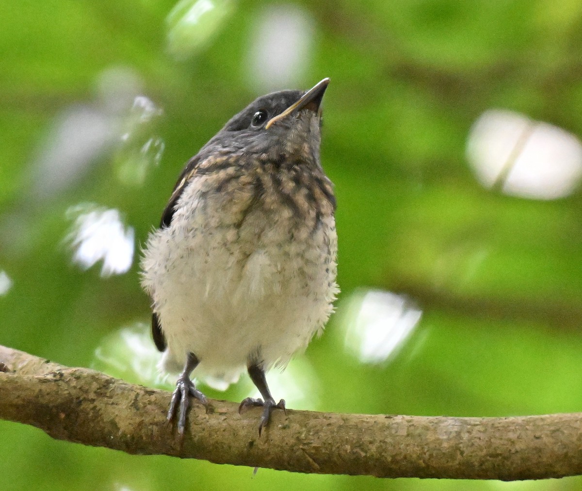 Oriental Magpie-Robin - ML641171409