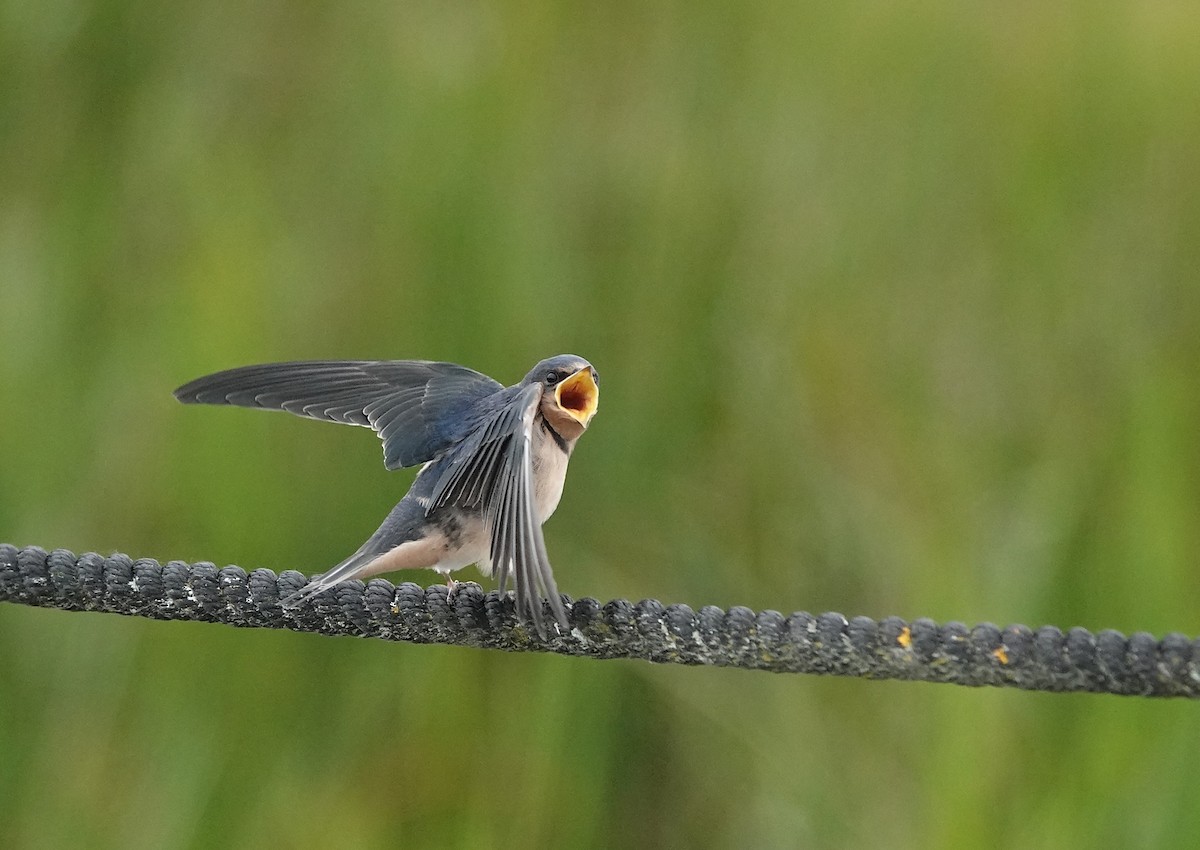 Barn Swallow - ML641171413