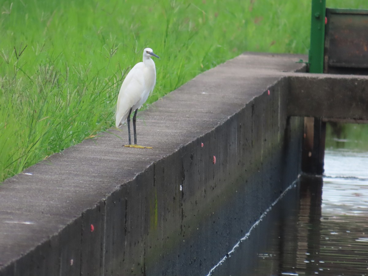Little Egret - ML641171414