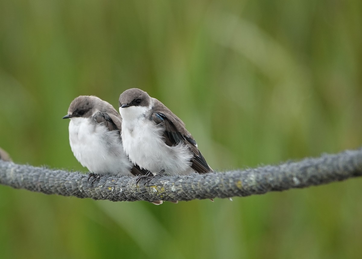 Tree Swallow - ML641171420