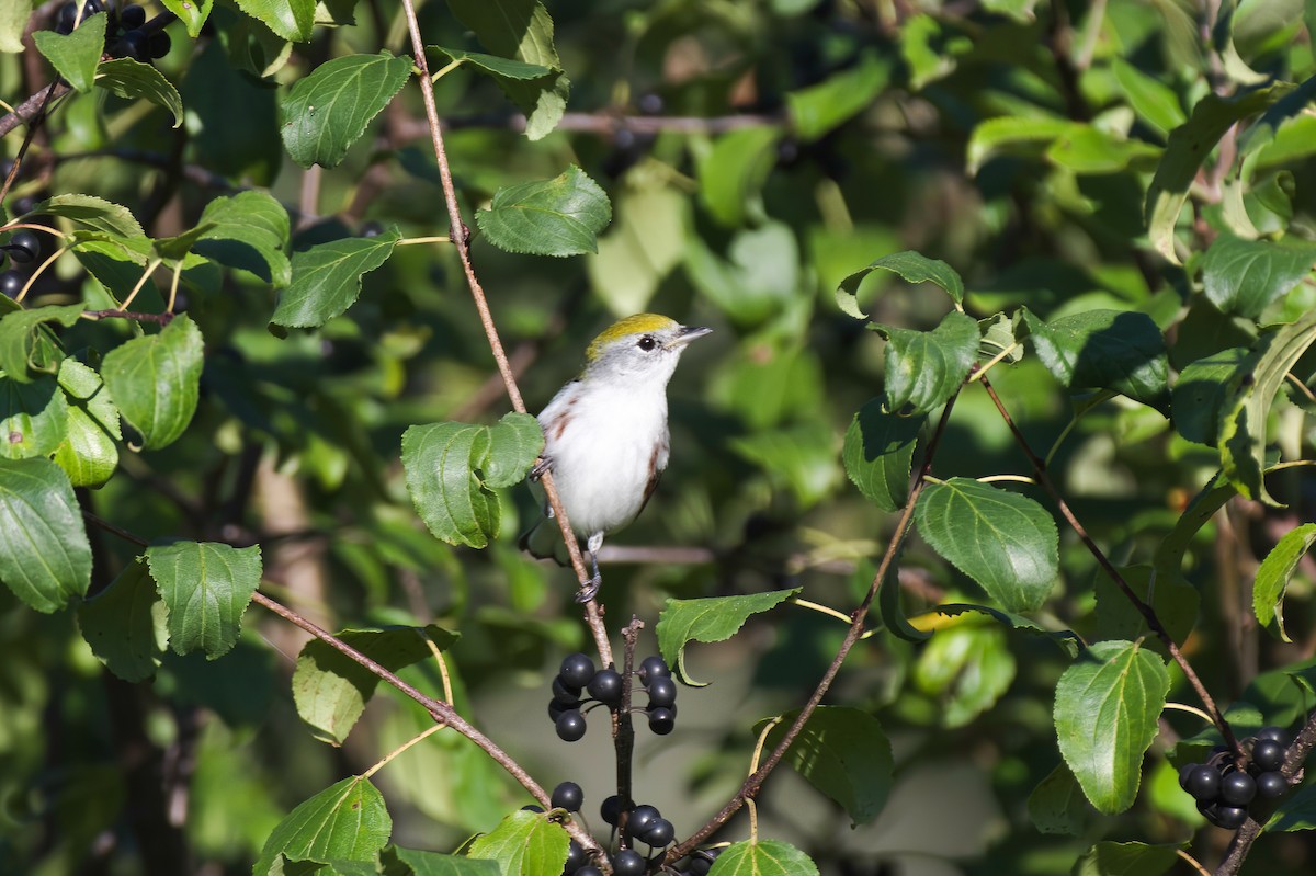 Chestnut-sided Warbler - ML641171422