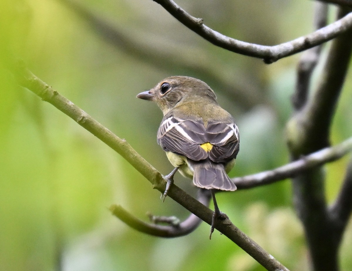 Yellow-rumped Flycatcher - ML641171423