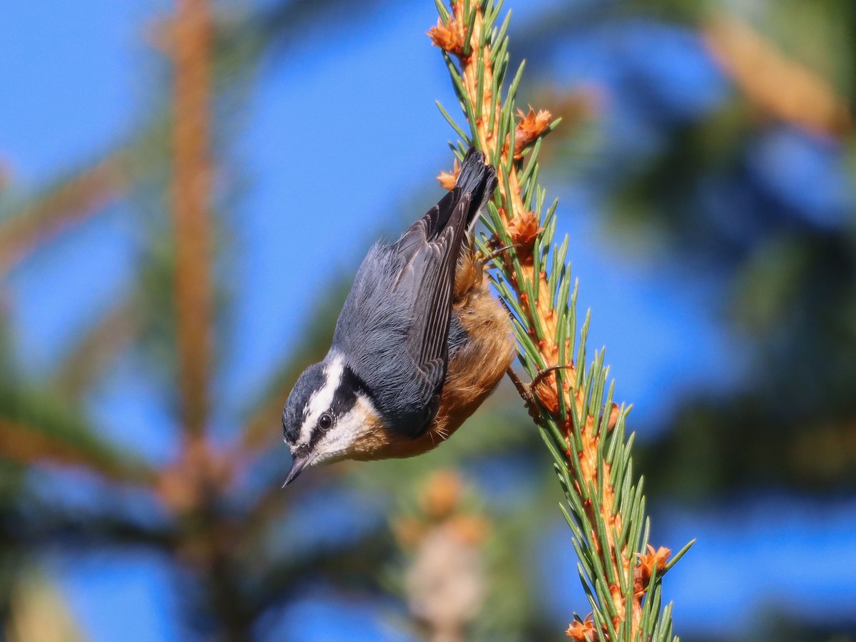 brhlík americký - ML641171425