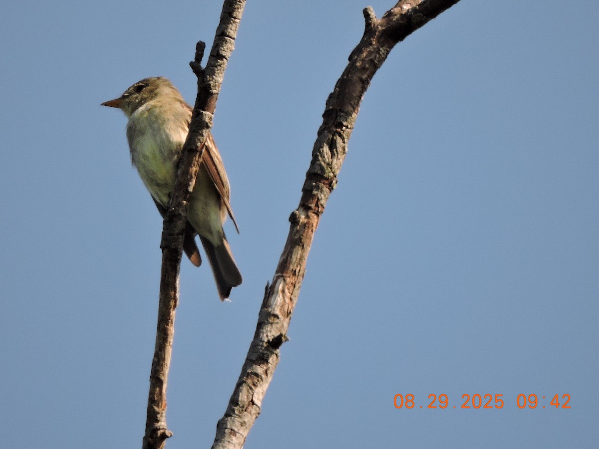 Eastern Wood-Pewee - ML641171429