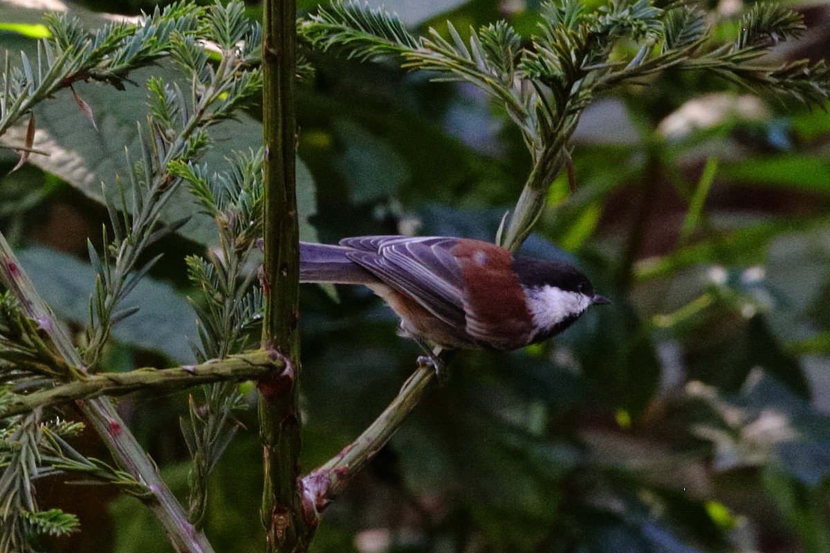 Mésange à dos marron - ML641171430