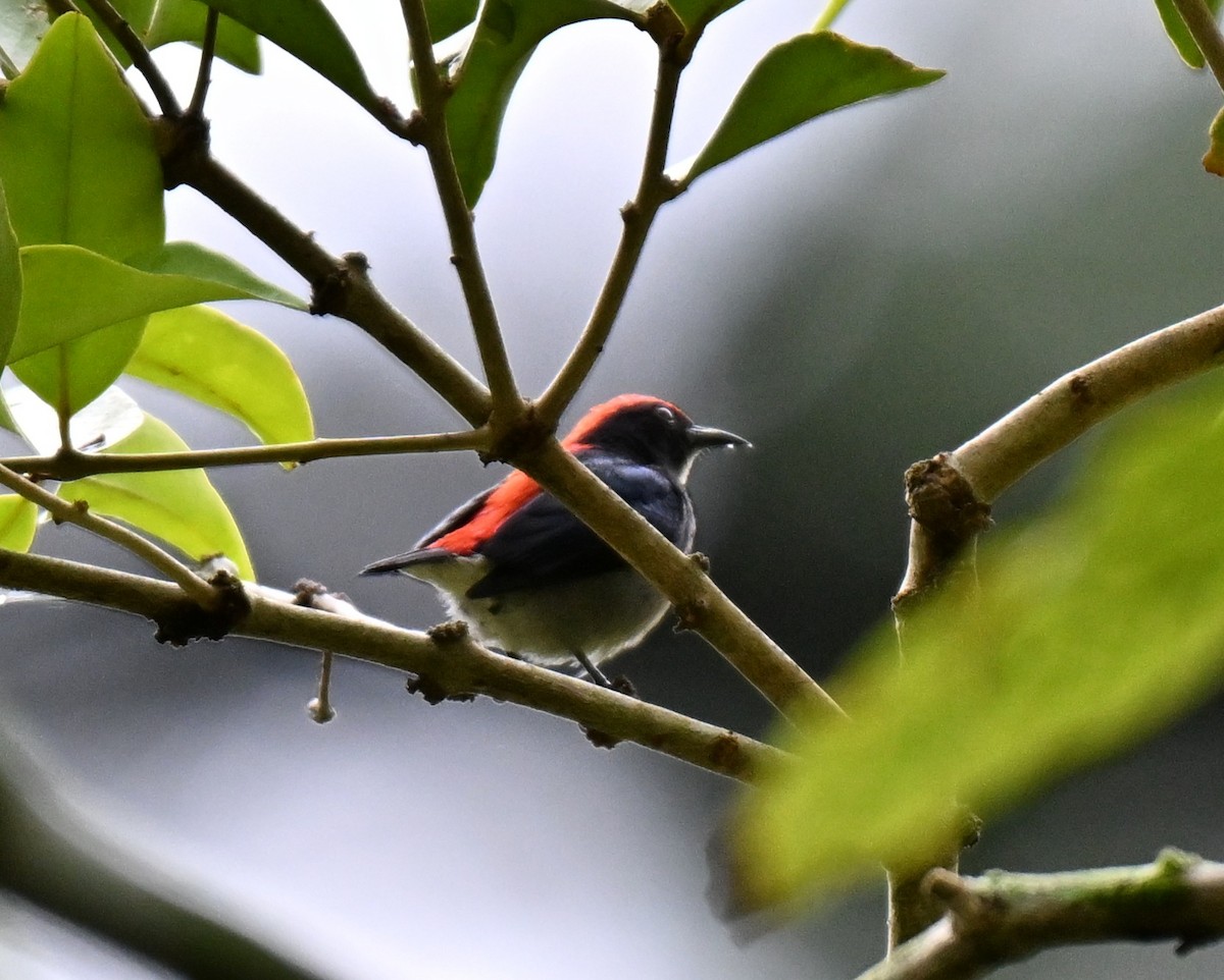 Scarlet-backed Flowerpecker - ML641171432
