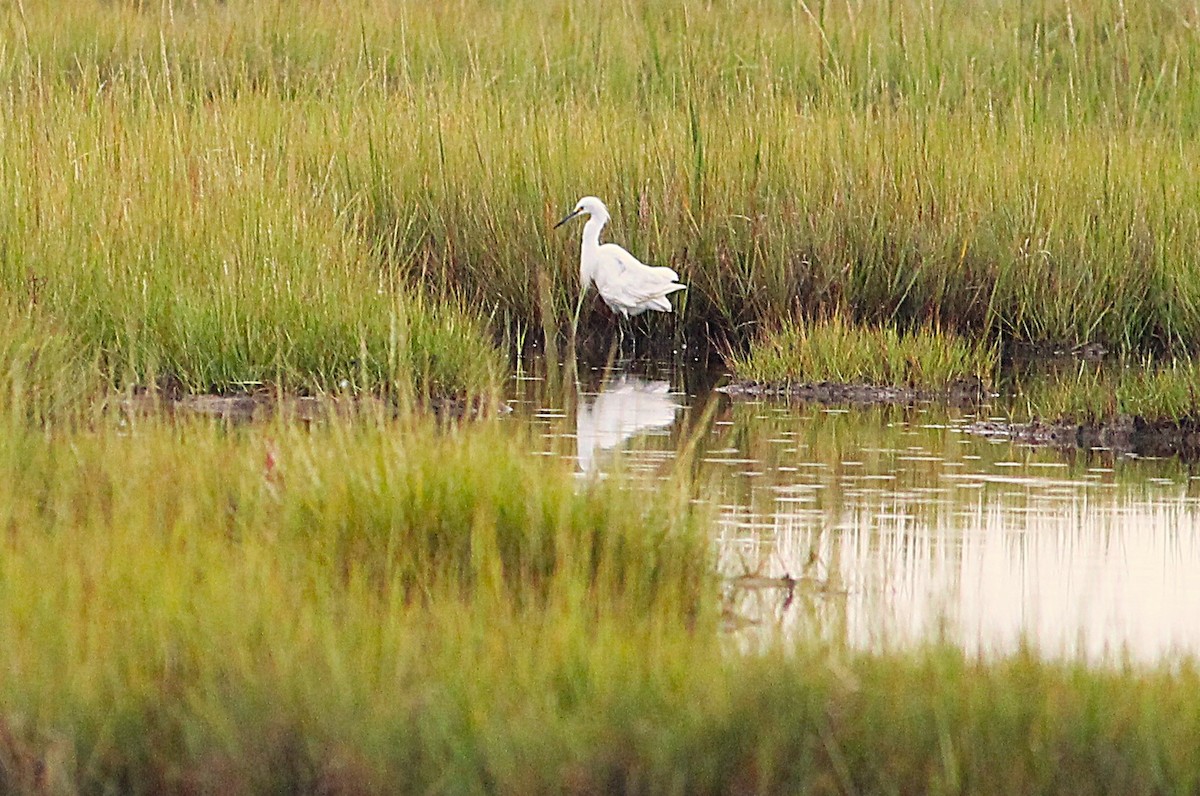 Snowy Egret - ML641171436