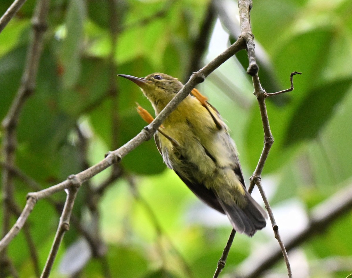 Brown-throated Sunbird - ML641171438