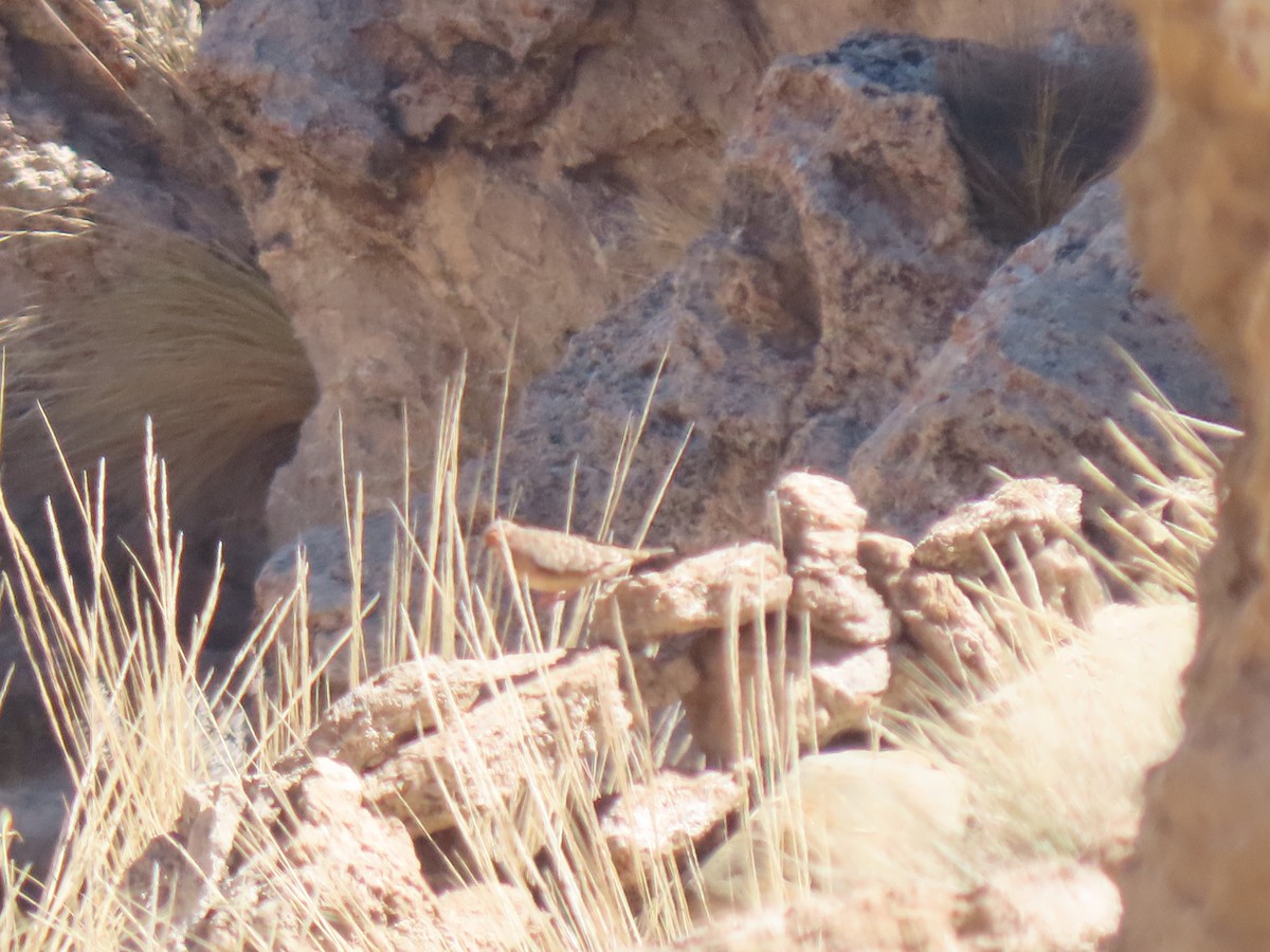 Bare-faced Ground Dove - ML641171439