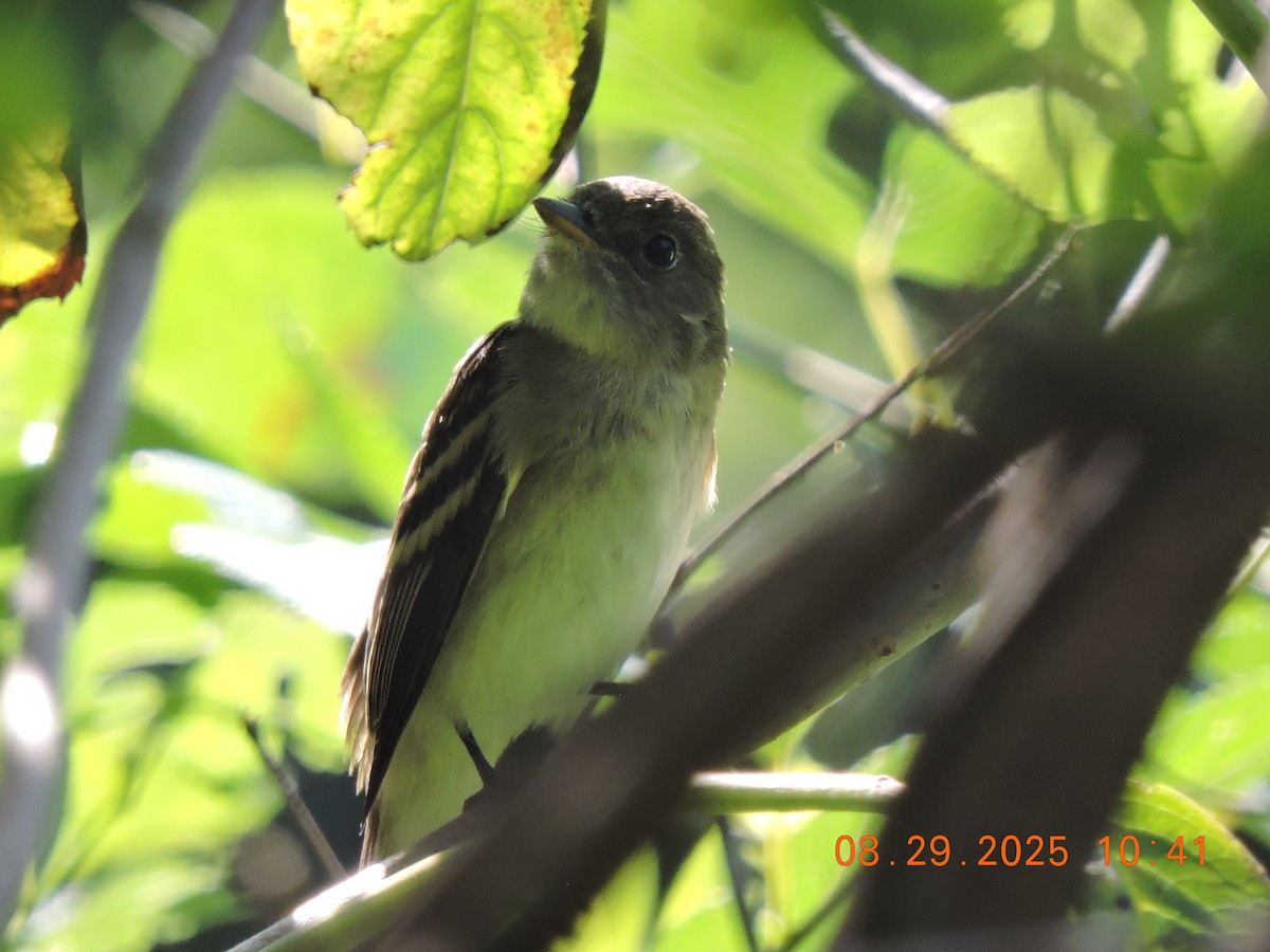 Alder/Willow Flycatcher (Traill's Flycatcher) - ML641171440