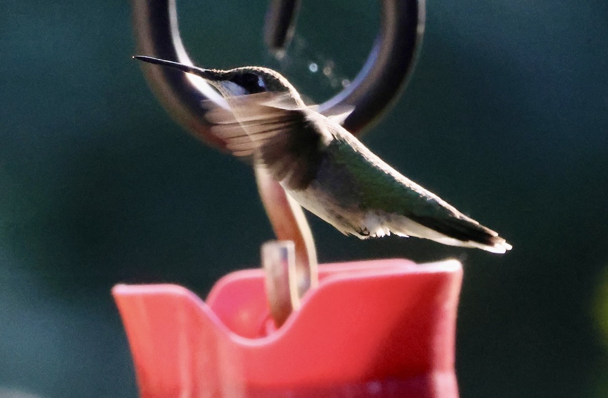 Colibri à gorge rubis - ML641171484