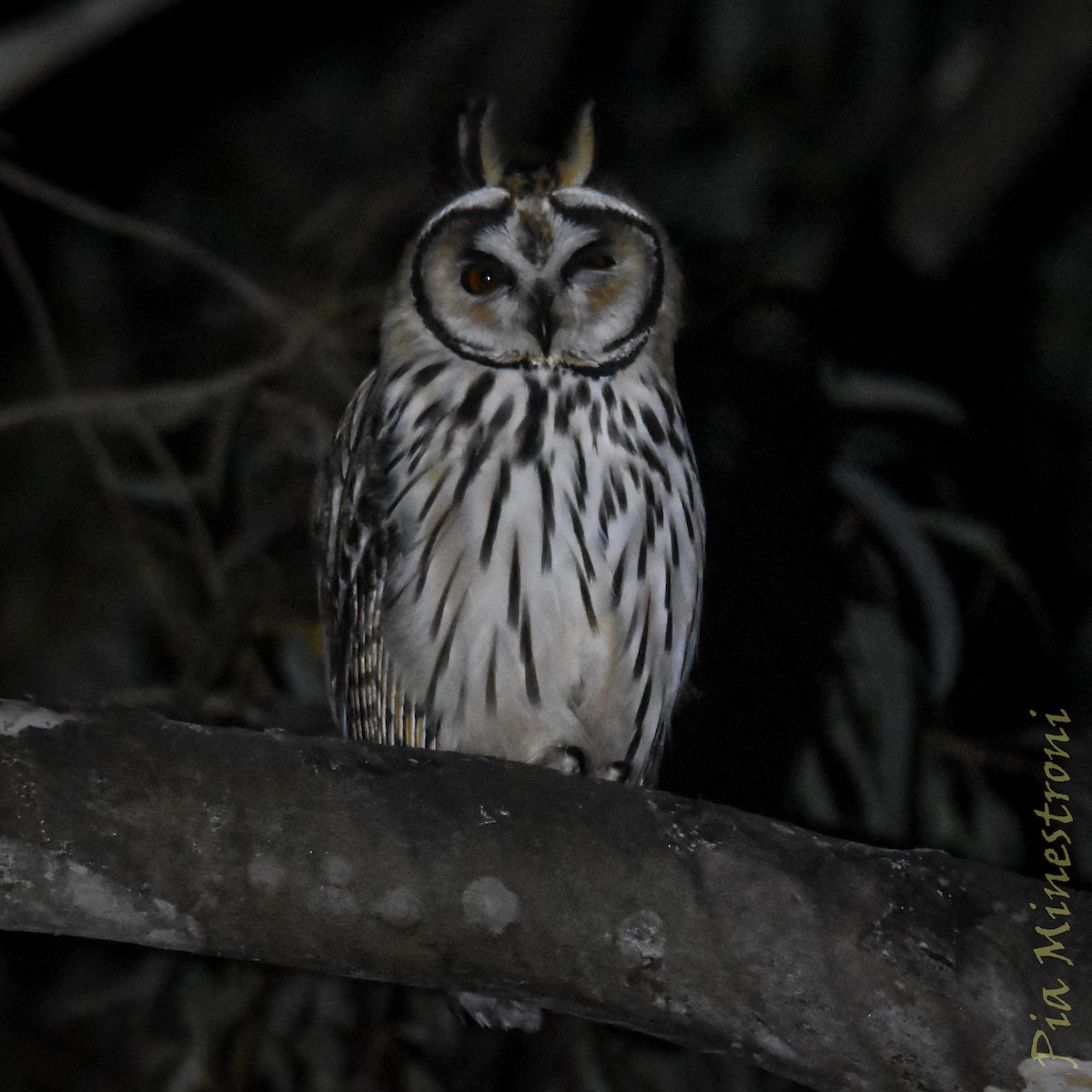 Hibou strié - ML641171492