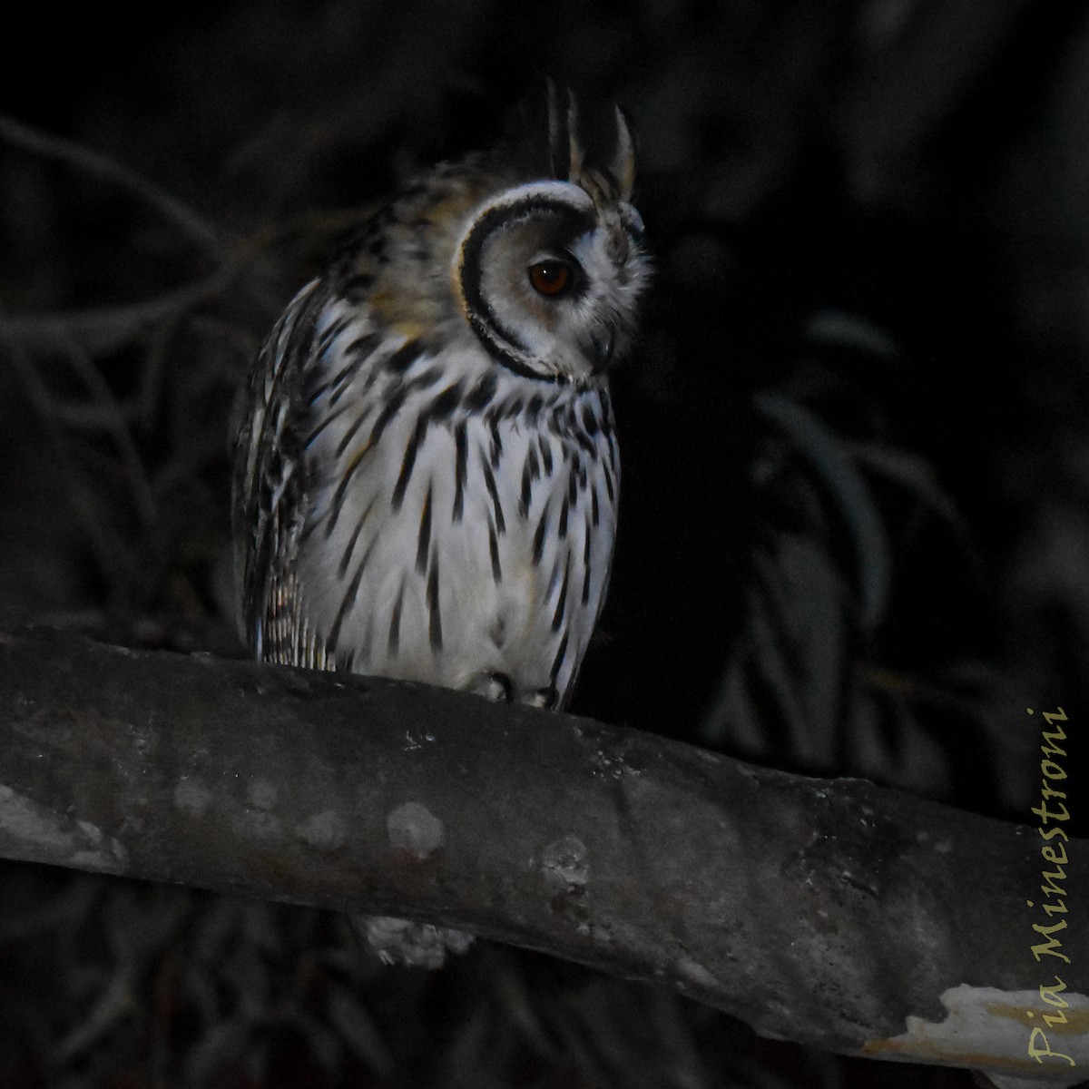 Hibou strié - ML641171494