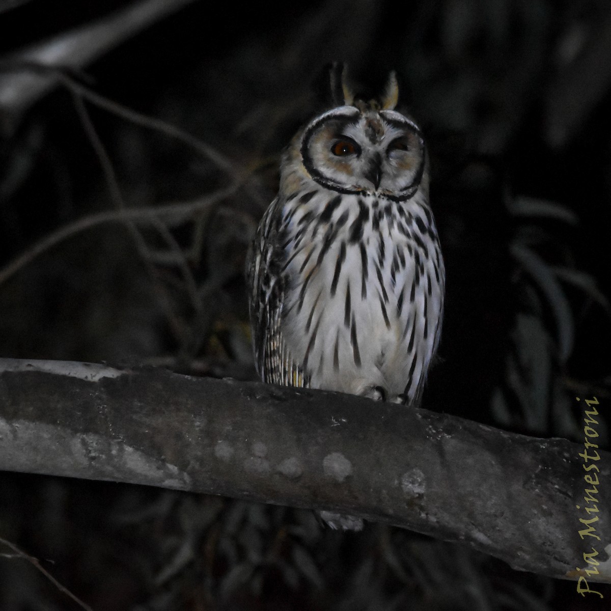 Hibou strié - ML641171495