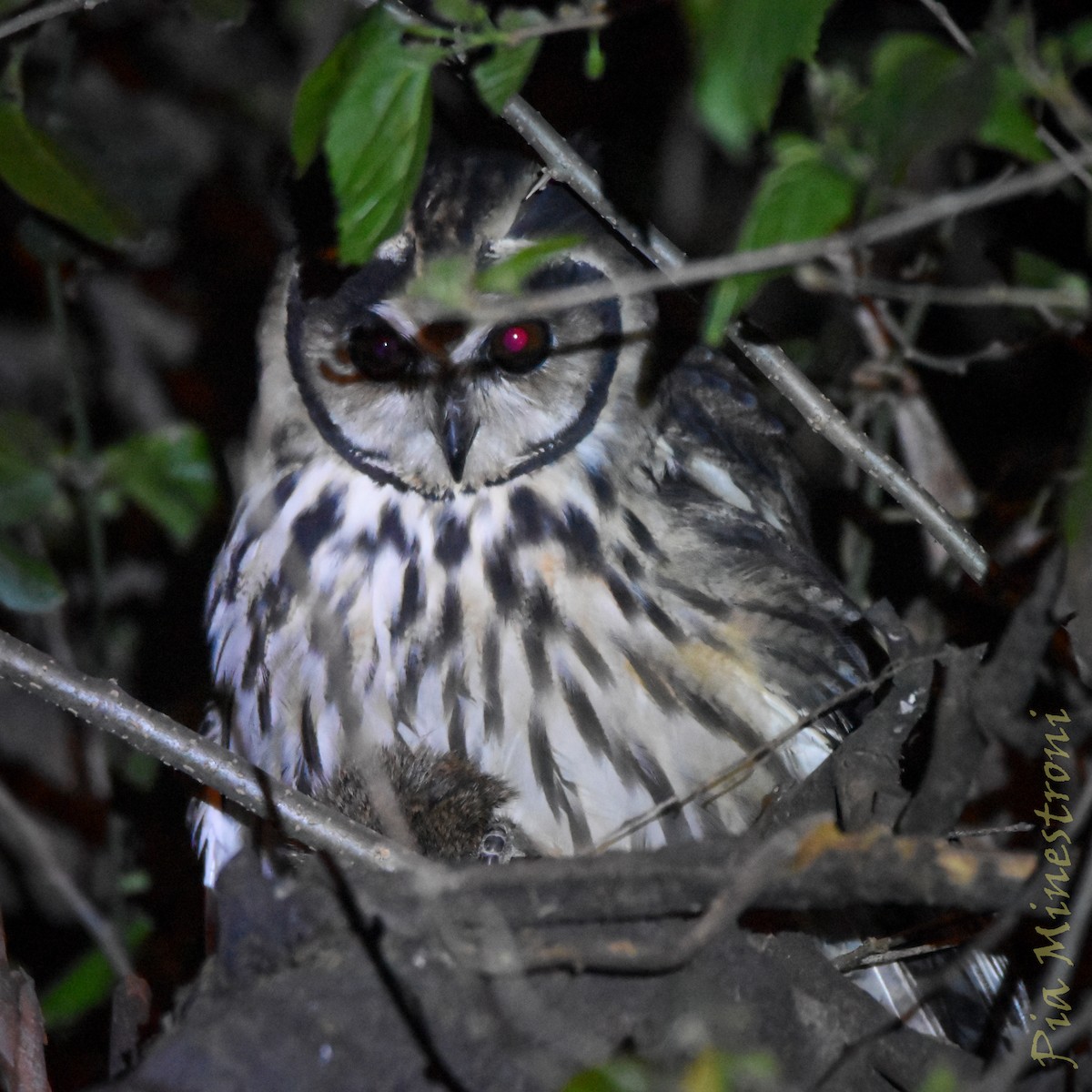Hibou strié - ML641171497